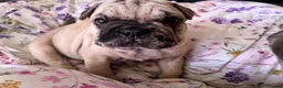 Mixed Breed dogs for sale: 6 lovely oripei cross fenchie puppies  - Advert 24