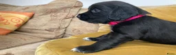 Sprocker dogs for sale: 8 beautiful healthy friendly little Sprocker pups - Advert 24