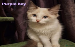 Ragdoll cats for sale: GCCF Gorgeous Pure Pedigree Ragdoll Kittens - Image 8