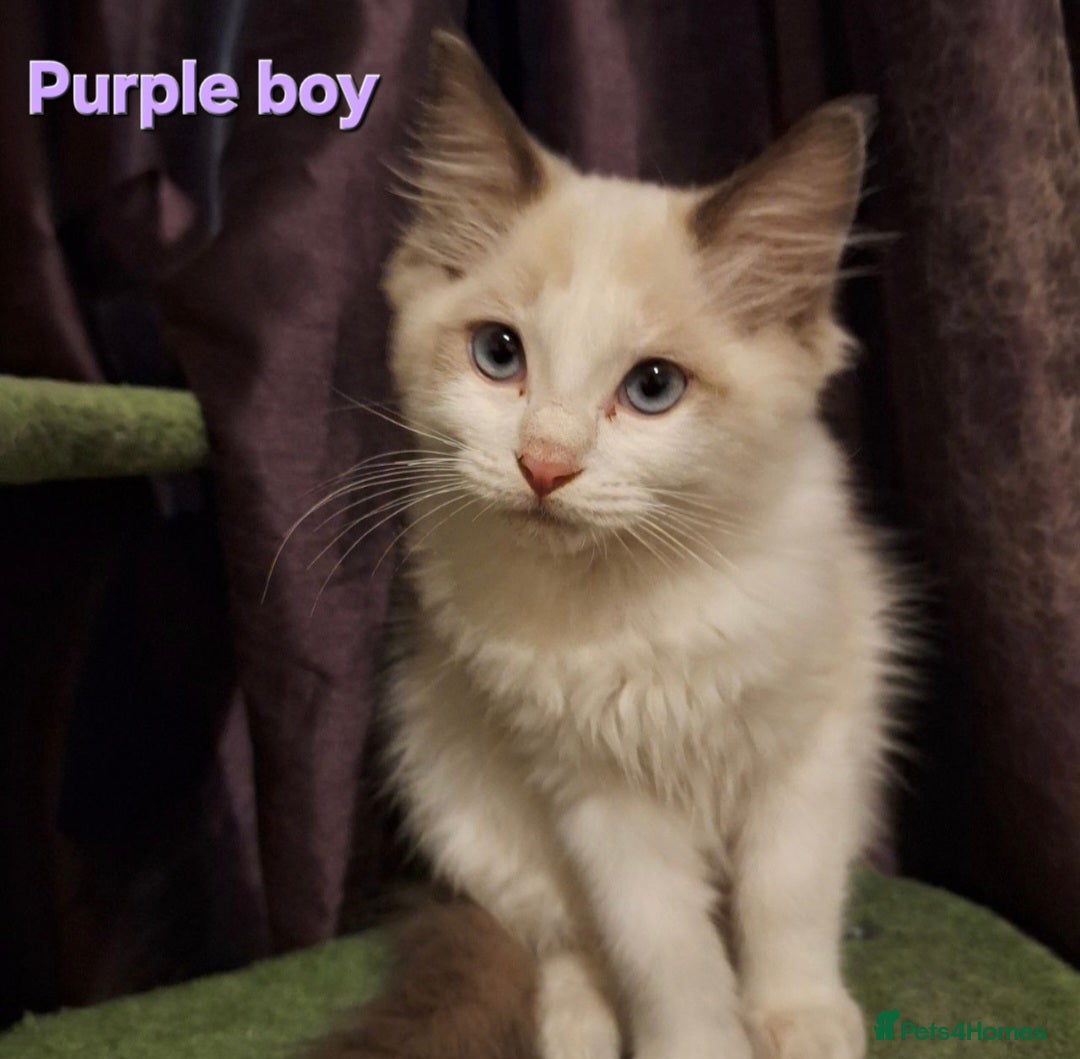 Ragdoll cats for sale: GCCF Gorgeous Pure Pedigree Ragdoll Kittens - Image 8