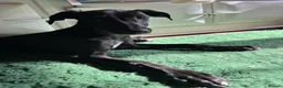 Mixed Breed dogs for sale: Whippet puppies for sale. - Advert 11