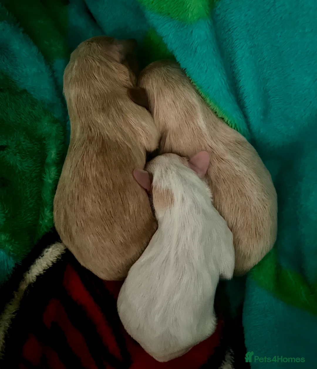 Mixed Breed dogs for sale: Coton de Tulear x Mini Australian Labradoodle - Advert 2