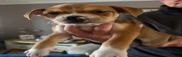 Mixed Breed dogs for sale: American bulldog cross staffy pup  - Advert 3