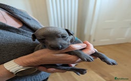 Italian Greyhound dogs for sale: Blue Italian Greyhound Puppies KC reg - Image 17