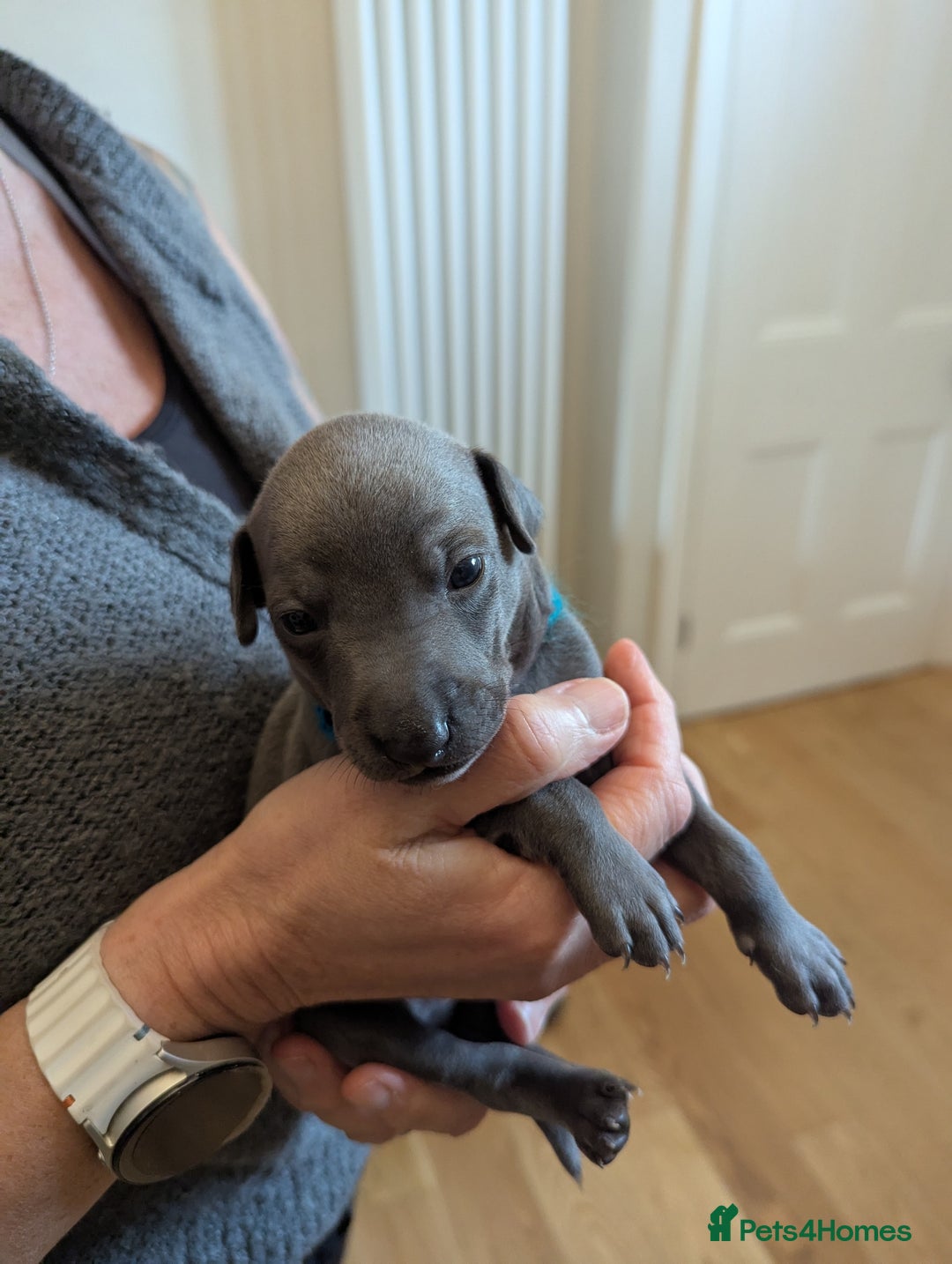 Italian Greyhound dogs for sale: Blue Italian Greyhound Puppies KC reg - Image 17