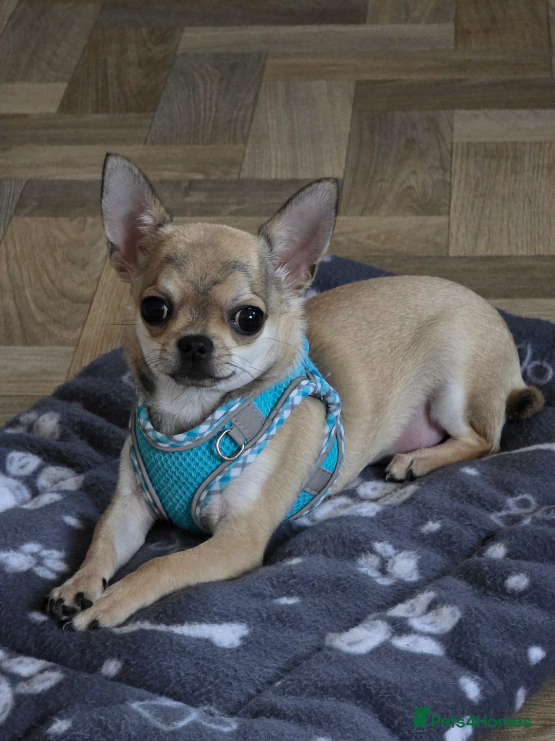 Chihuahua dogs for sale: 🌟 KC Registered 🌟 Smooth Sable Chiuahua 🐕 - Advert 4