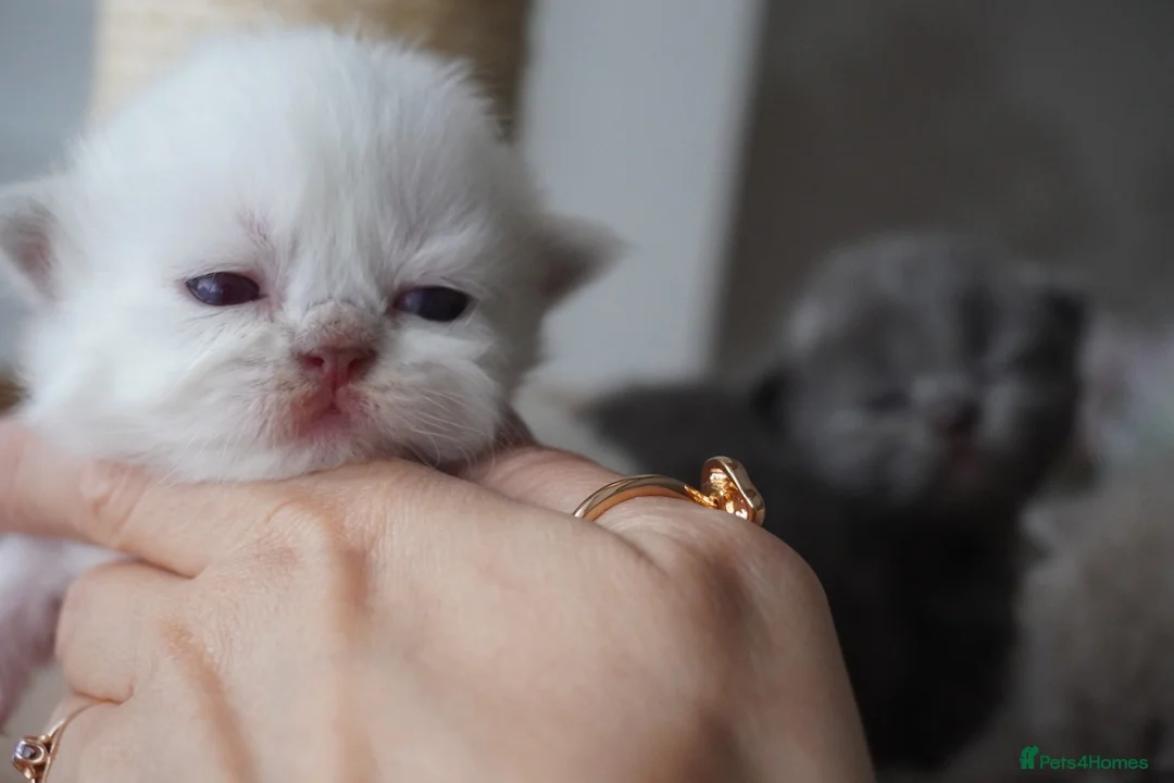 Scottish Fold cats for sale: Beautiful kittens - Advert 8