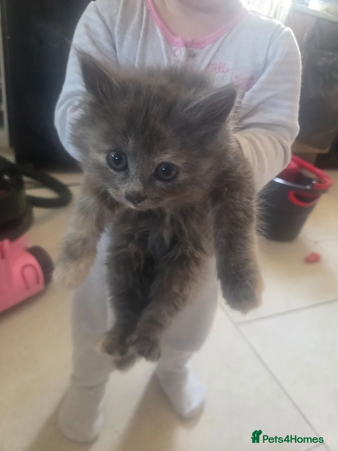 Maine Coon cats for sale: Maincoon x British short hair  - Advert 2
