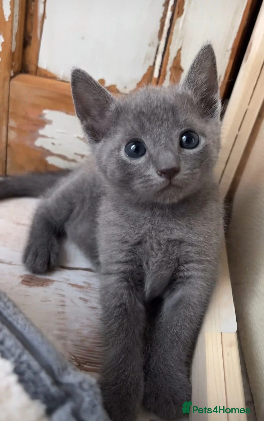 Russian Blue cats for sale: Gorgeous Russian Blue Kitten in Swansea - Advert 2