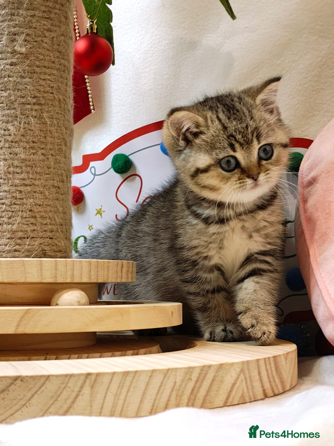 British Shorthair cats for sale: Blue golden girl Tica registered  - Advert 18