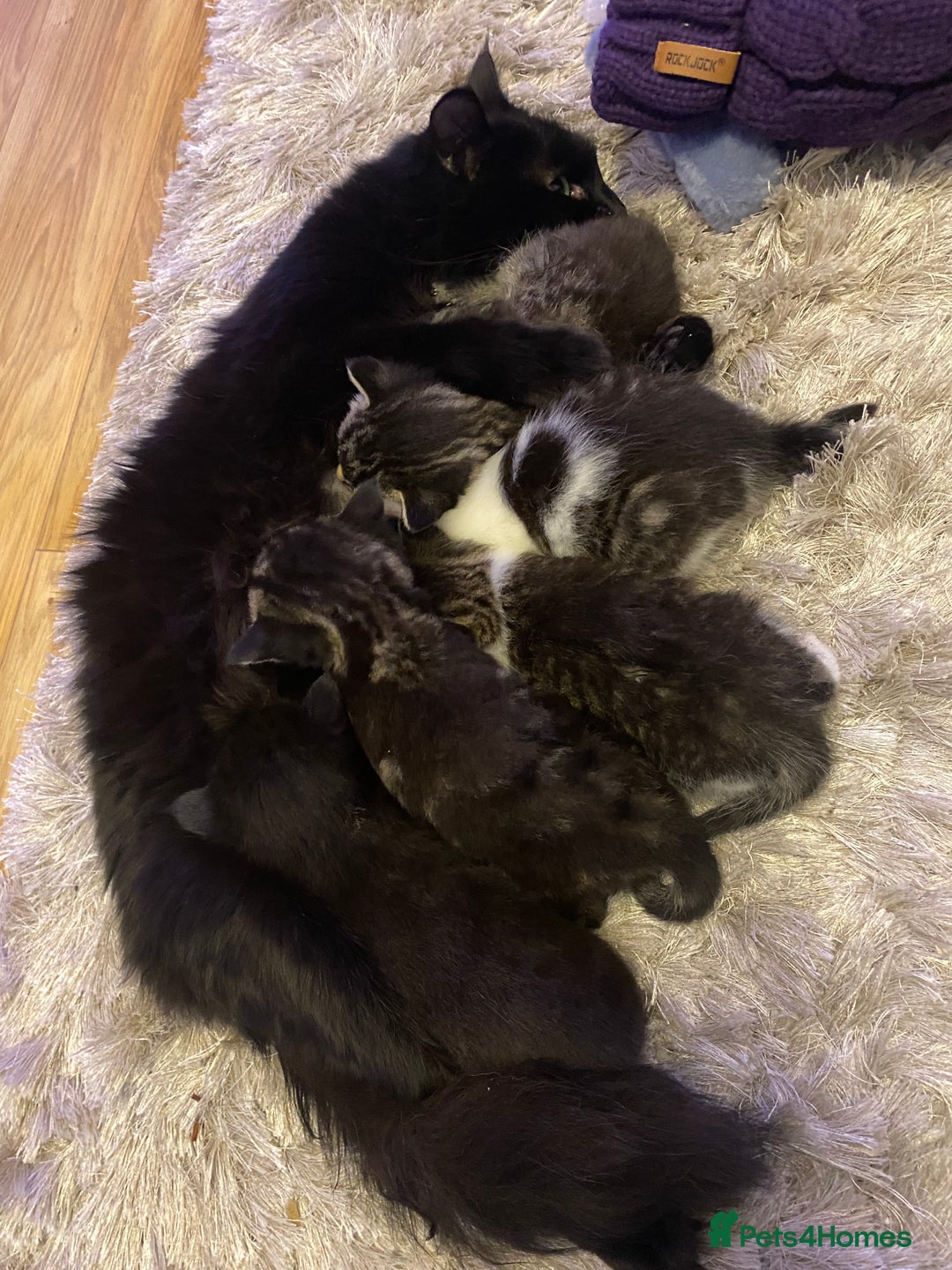 British Shorthair cats for sale: Mother cat available only - Advert 2