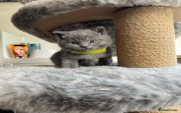 British Shorthair cats for sale: British Shorthairs in Bradford - Image 2