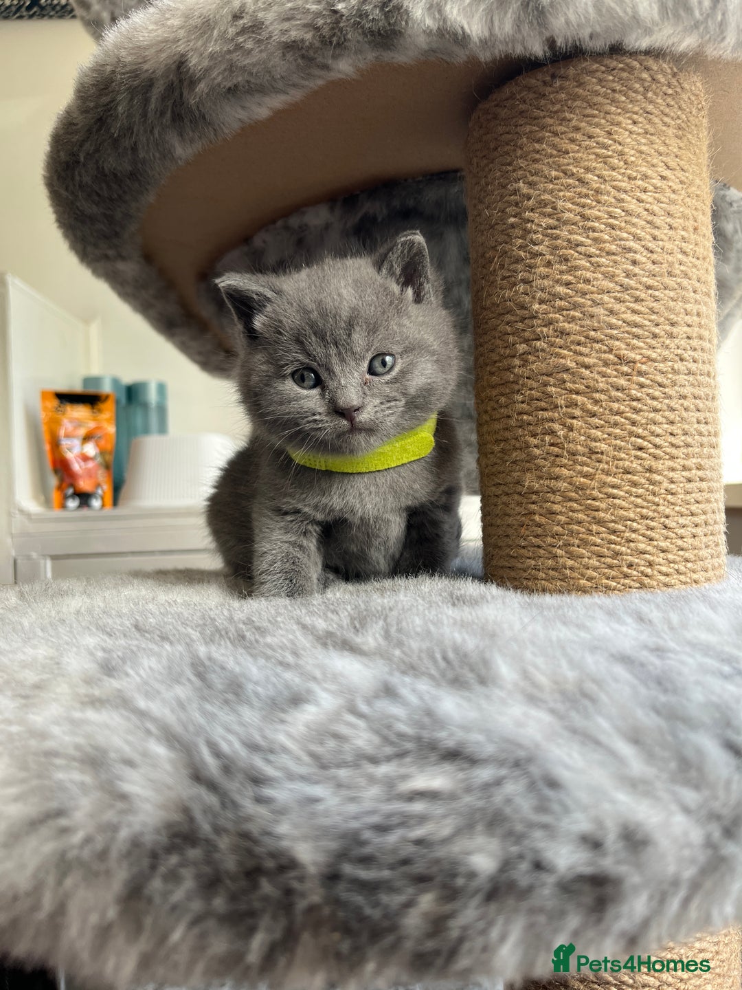 British Shorthair cats for sale: British Shorthairs in Bradford - Image 2