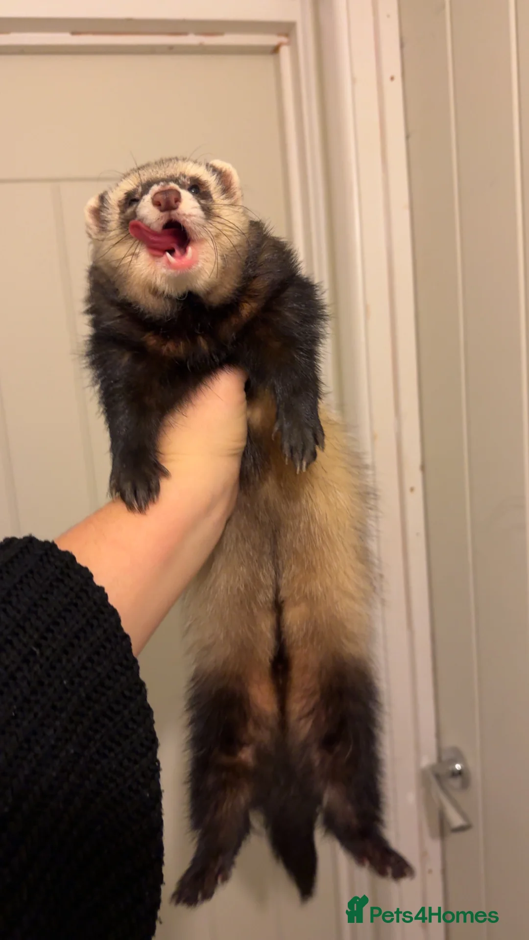 Ferret rodents for sale: 3 brother ferrets - Advert 2