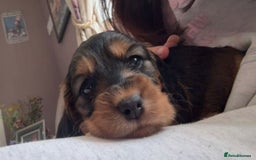 Cocker Spaniel dogs for sale: Show cockers KC DNA checked parents - Image 7
