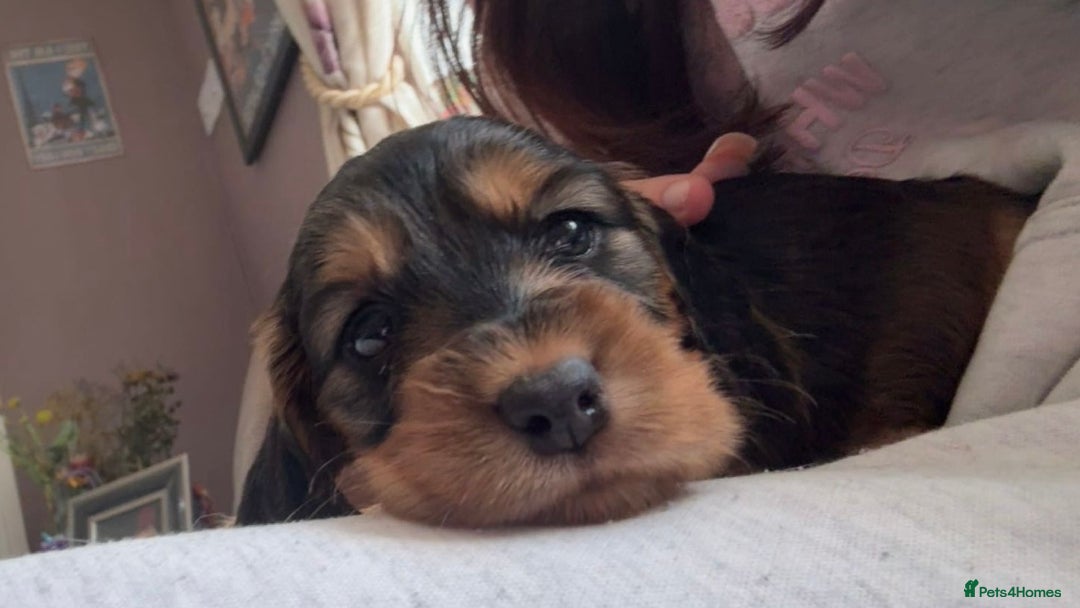 Cocker Spaniel dogs for sale: Show cockers KC DNA checked parents - Image 7
