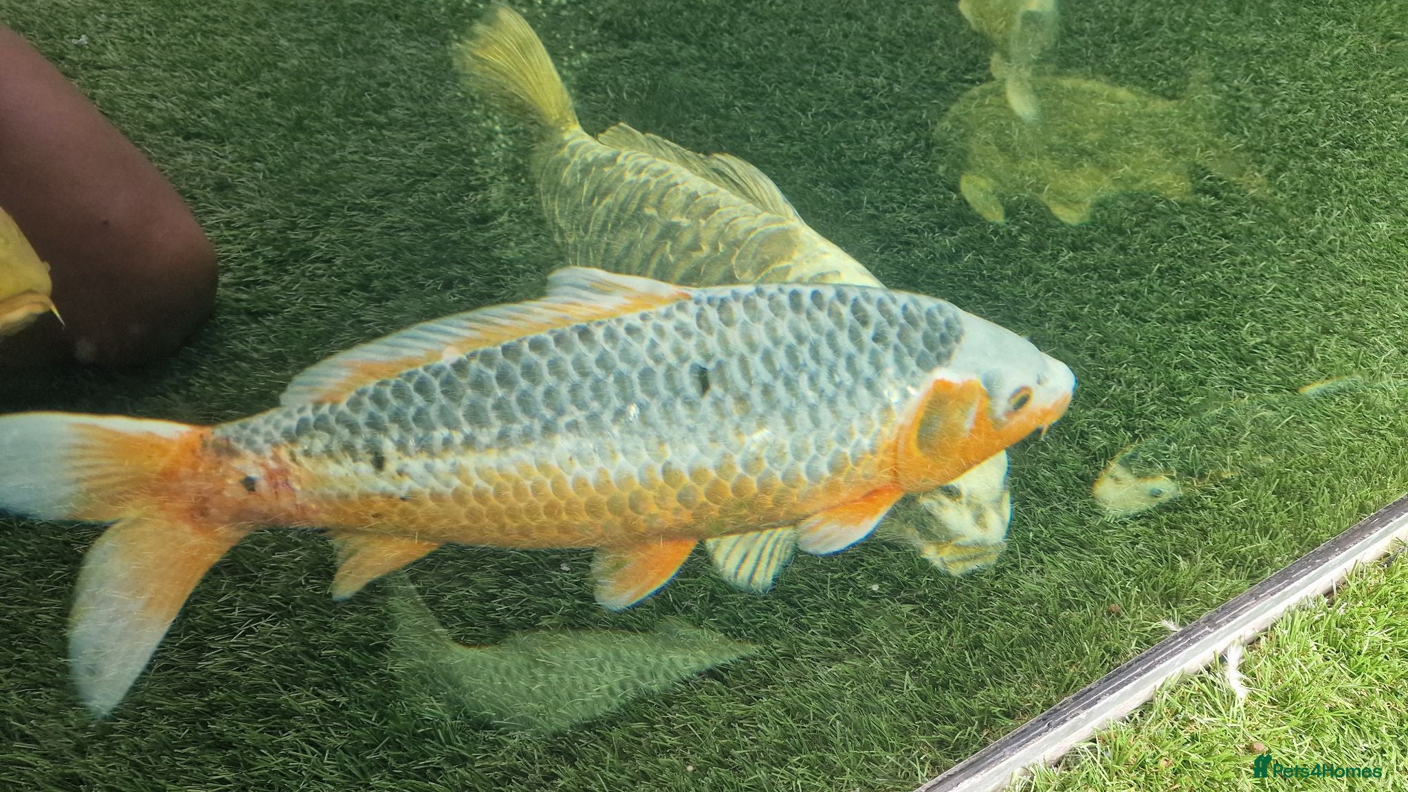 Koi Carp fish Large Koi Carp for Sale – Approx. 20"  - Advert 2
