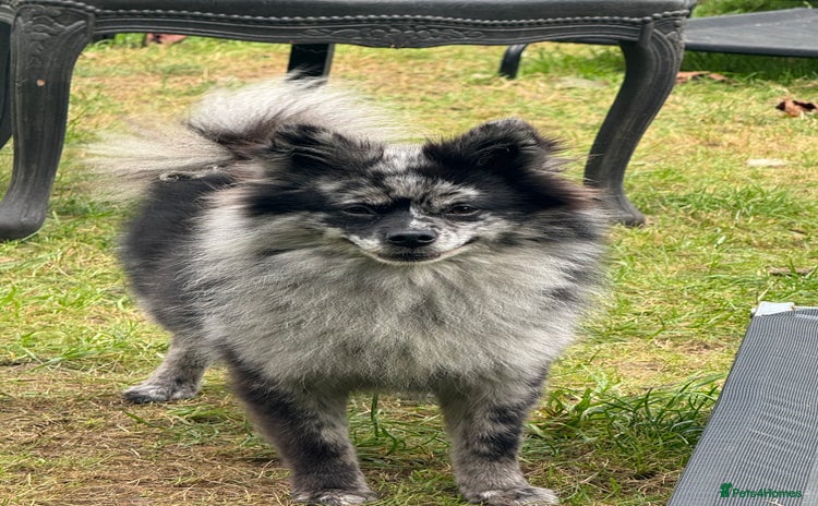 Pomeranian dogs - Advert 1