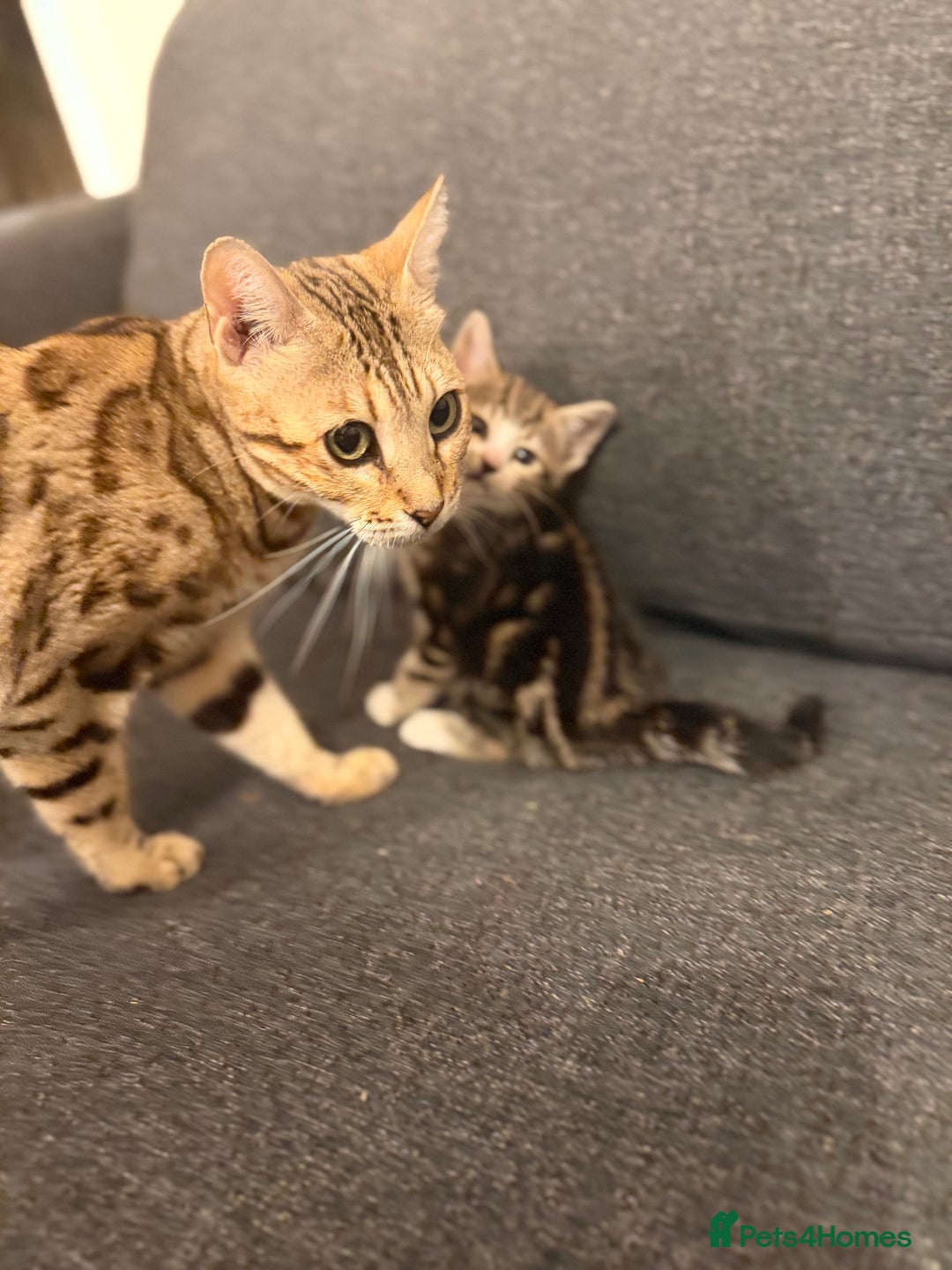 Bengal cats for sale: Adorable kittens for loving homes - Advert 19