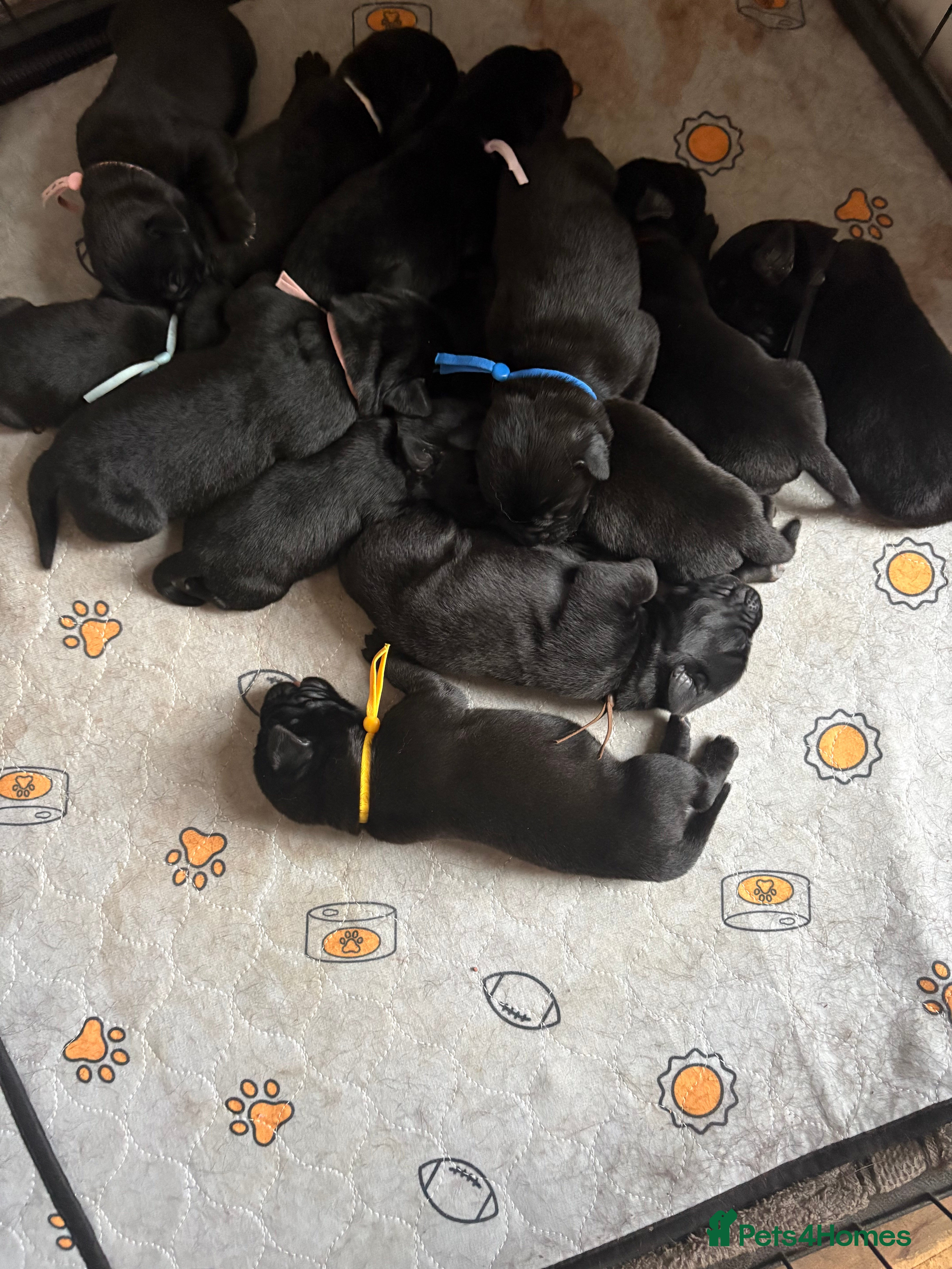 Mixed Breed dogs Gorgeous Labrador x old English mastiff puppies - Advert 1