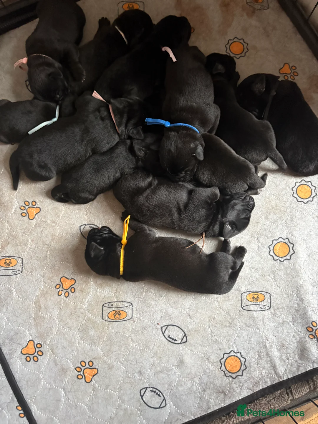 Mixed Breed dogs for sale: Gorgeous Labrador x old English mastiff puppies in Retford - Advert 1