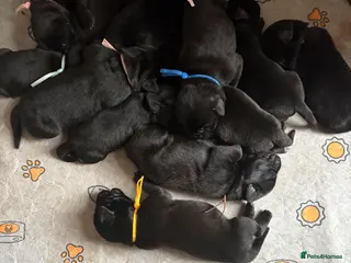 Mixed Breed dogs Gorgeous Labrador x old English mastiff puppies - Advert 1