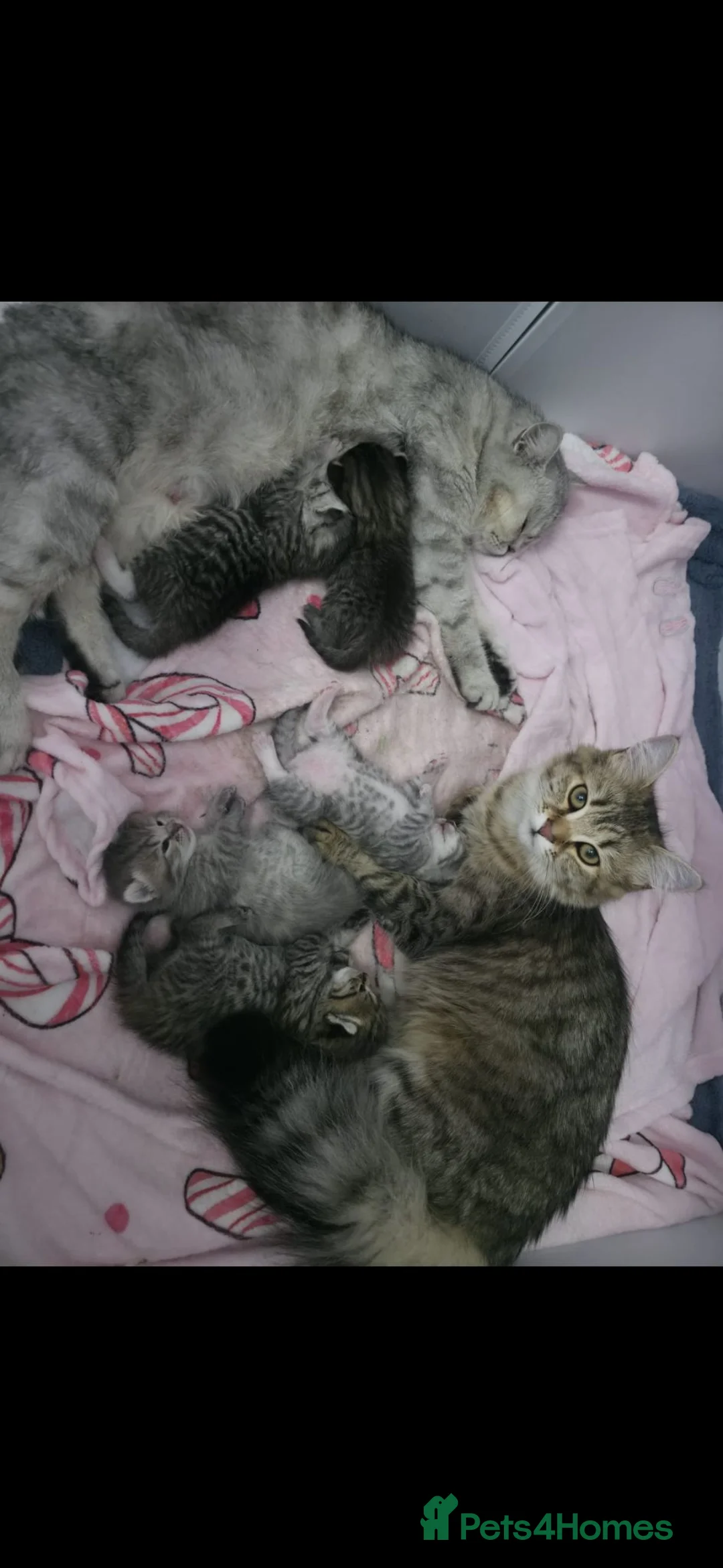 British Shorthair cats for sale: British short hair x  - Advert 3