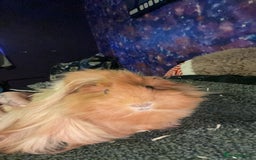 Guinea Pig rodents for sale: Guinea pigs two females  - Advert 6