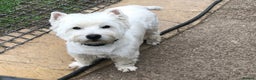 West Highland Terrier dogs for stud: 3 Stud Dogs available in Doncaster - Advert 4
