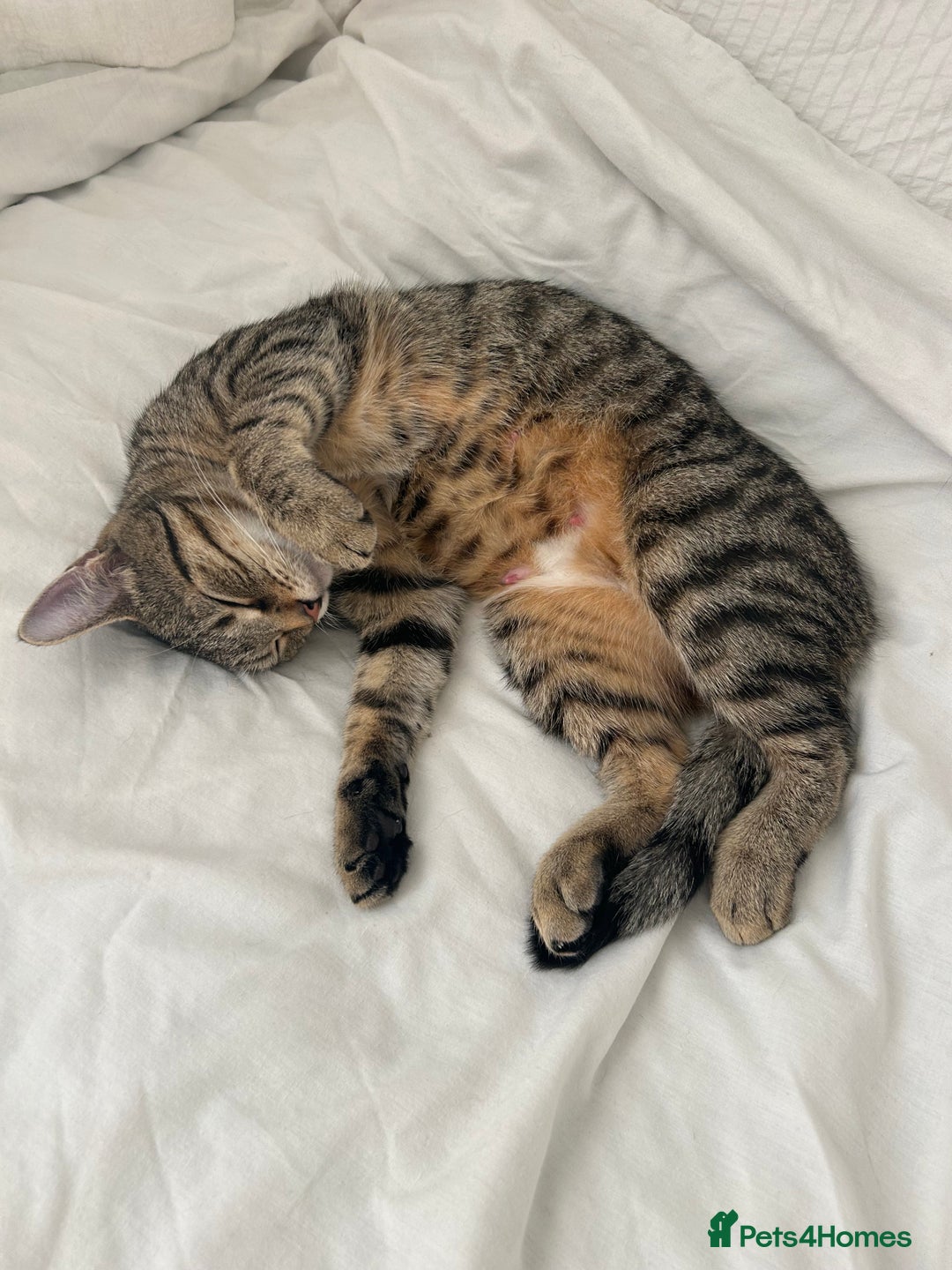 Manx cats for sale: Female kitten - Image 3
