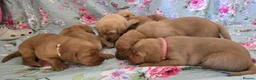 Labrador Retriever dogs for sale: Little Labradors, Ready for Their Next Adventure in Derby - Advert 15