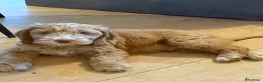 Cockapoo 1