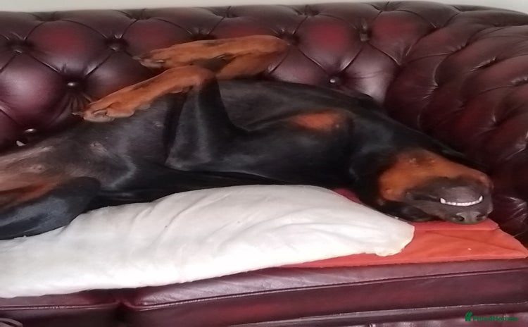 Dobermann dogs - Advert 1