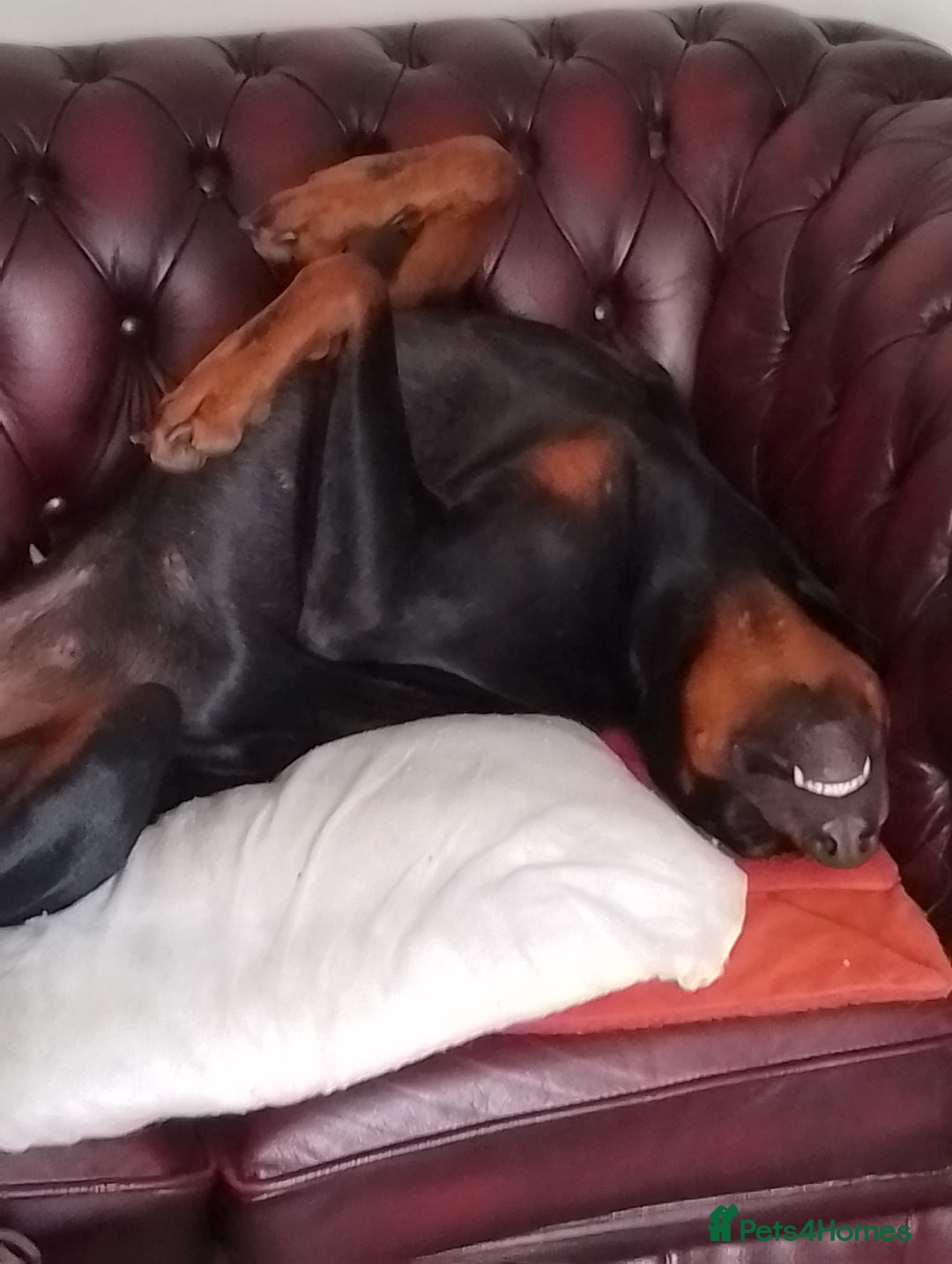 Dobermann dogs for sale: Tia the dobi - Image 1