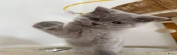 British Shorthair cats for sale: gccf Purring machine CHAMPION blood - Advert 12