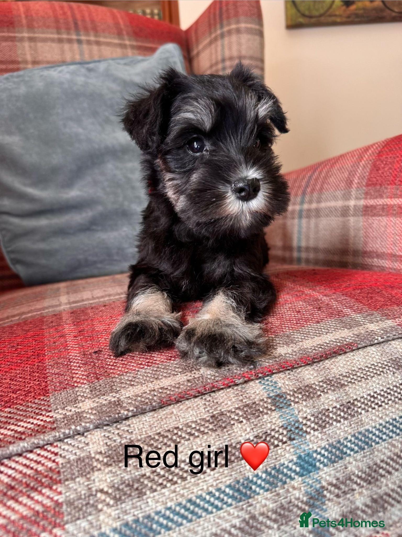 Miniature Schnauzer dogs KC Registered, Health Tested Puppies available  - Advert 1