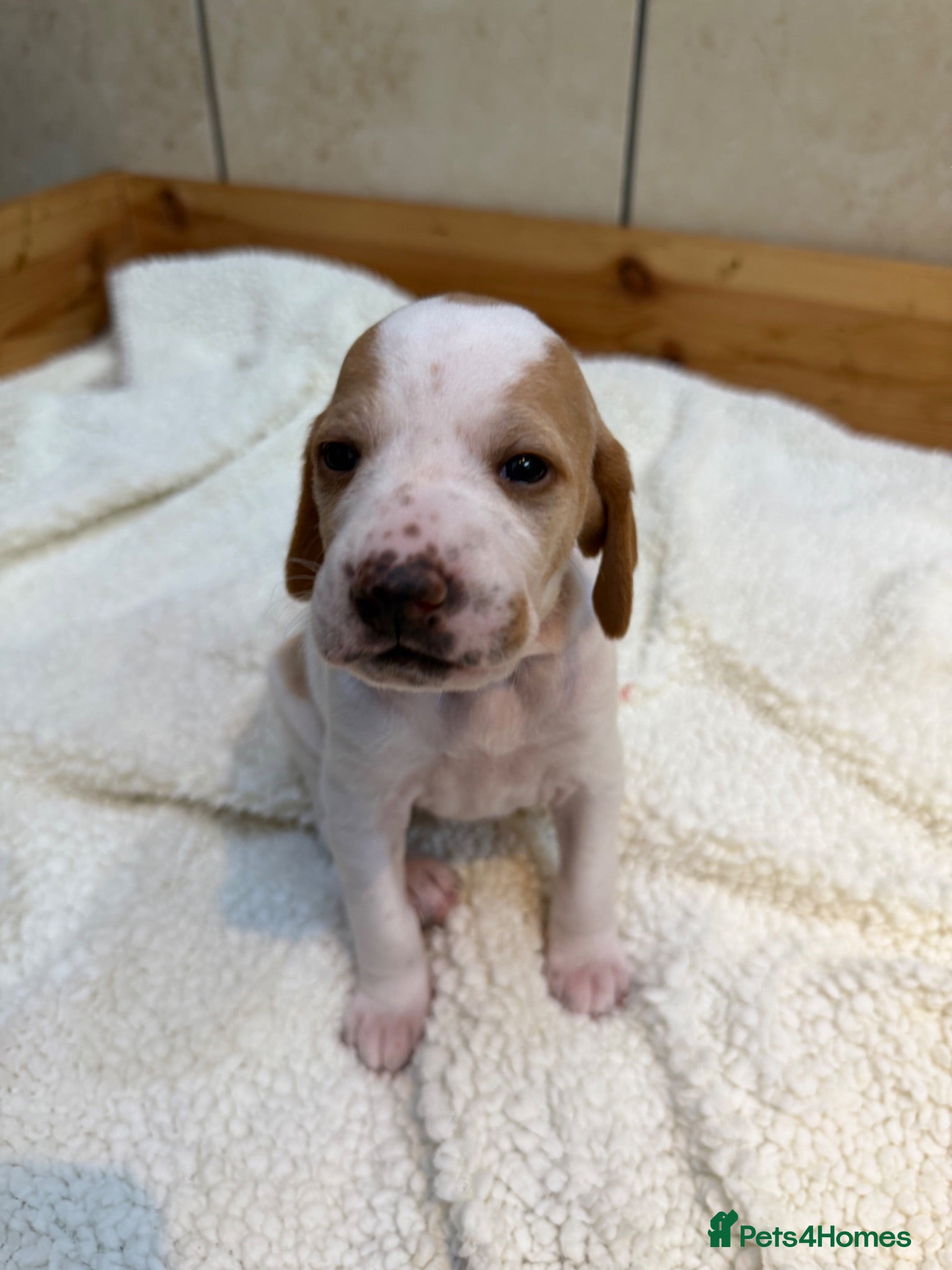 Pointer dogs Pointer pups | Working & Champion Bloodlines  - Advert 1