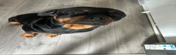 Rottweiler dogs for sale: Beautiful Ruby 3 year old pure bred Rottweiler  - Advert 6
