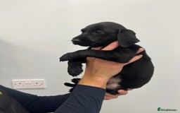 Labrador Retriever dogs for sale: 7 Labrador Puppies - Image 24