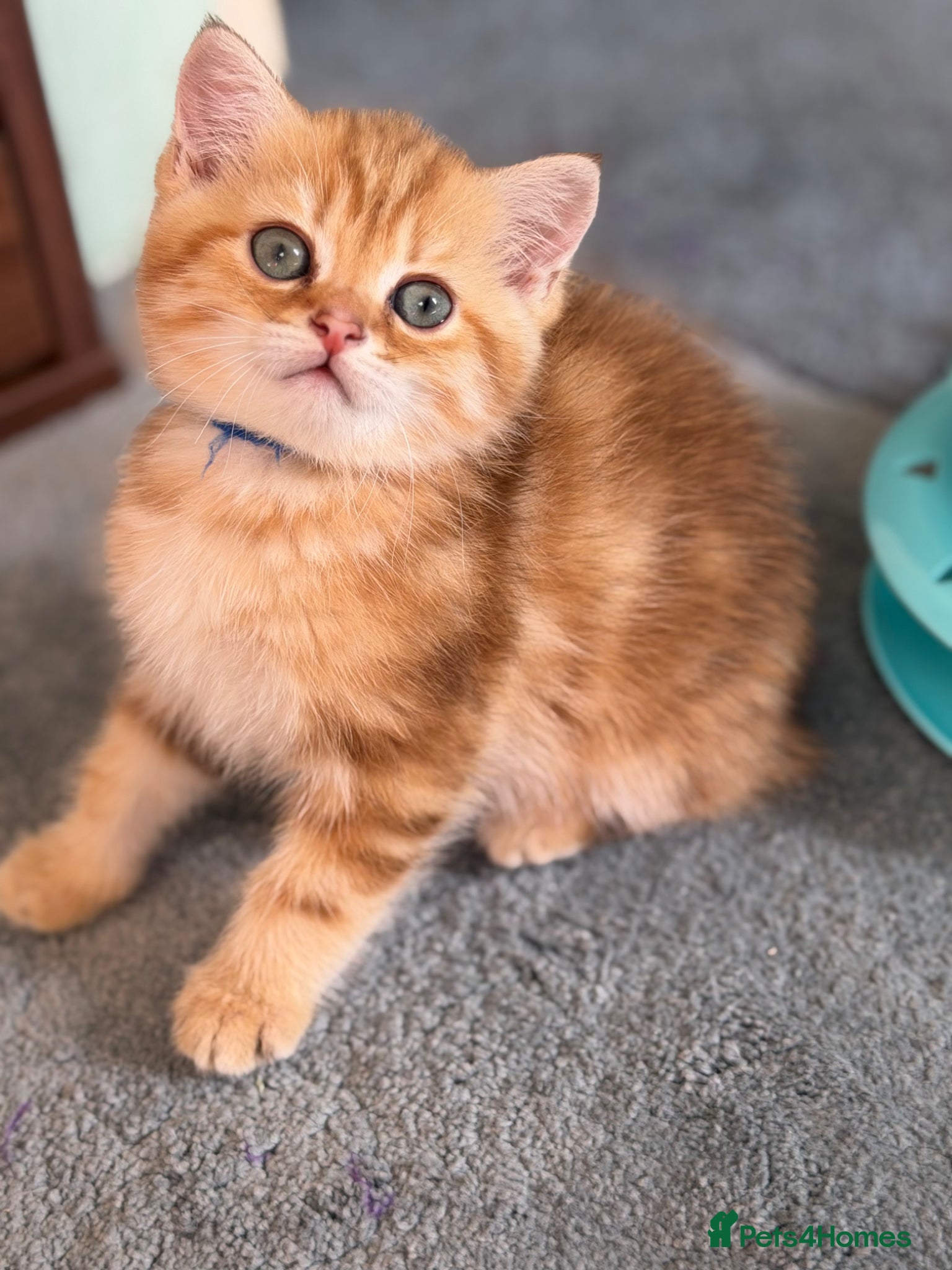 British Shorthair cats British shorthair chocolate golden Kitens TICA - Advert 17