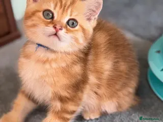 British Shorthair cats British shorthair chocolate golden Kitens TICA - Advert 17
