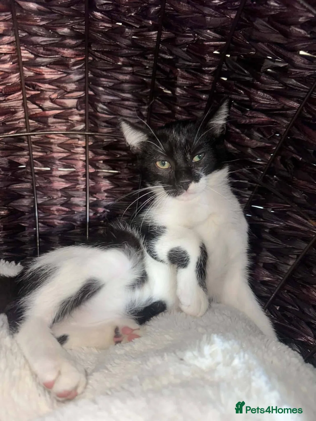 Mixed Breed cats for adoption: Rick for adoption - Advert 3