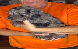Cockapoo dogs for sale: ONLY 2  LEFT OUTSTANDING TINY MINITURE COCKAPOOS  - Image 9