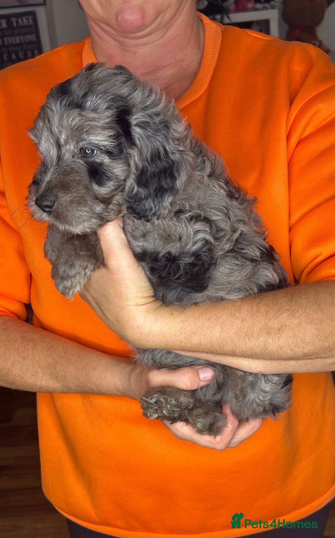 Cockapoo dogs for sale: ONLY 2  LEFT OUTSTANDING TINY MINITURE COCKAPOOS  - Image 9