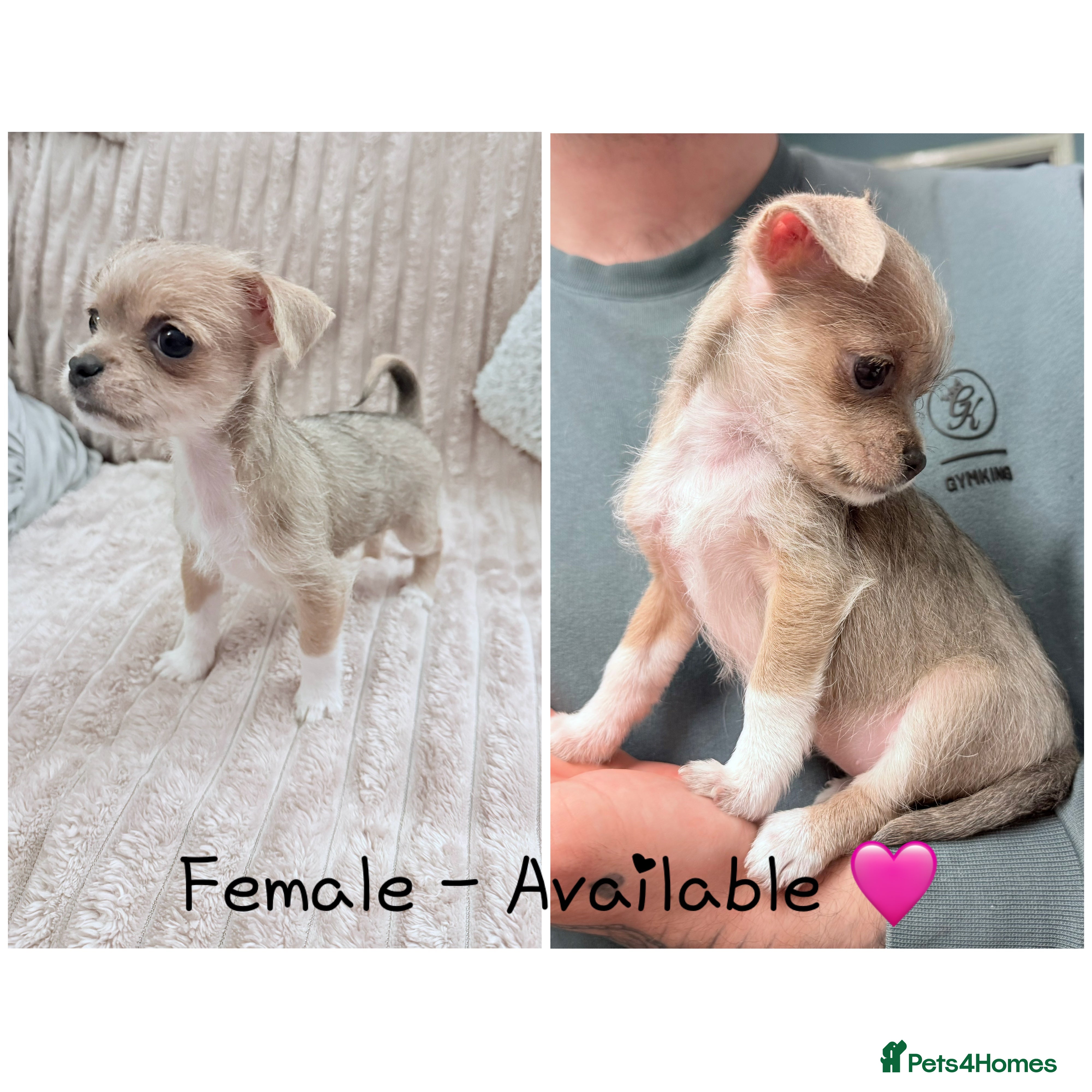 Mixed Breed dogs Ready for her new home, beautiful Chihuahua pup. - Advert 7