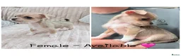Mixed Breed dogs for sale: Ready for her new home, beautiful Chihuahua pup. - Advert 1