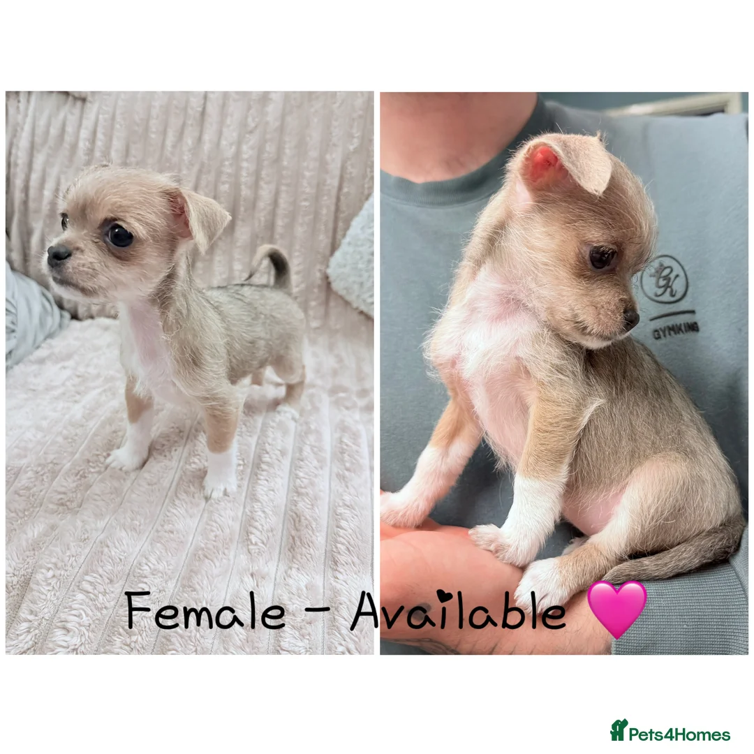 Mixed Breed dogs for sale: Ready for her new home, beautiful Chihuahua pup. - Advert 1