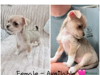 Mixed Breed dogs Ready for her new home, beautiful Chihuahua pup. - Advert 7