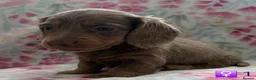 Miniature Dachshund dogs for sale: Beautiful Miniature Long-Haired Dachshund Puppies. in Bridgwater - Advert 4