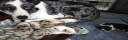 Border Collie dogs for sale: Border collie puppies - Advert 9